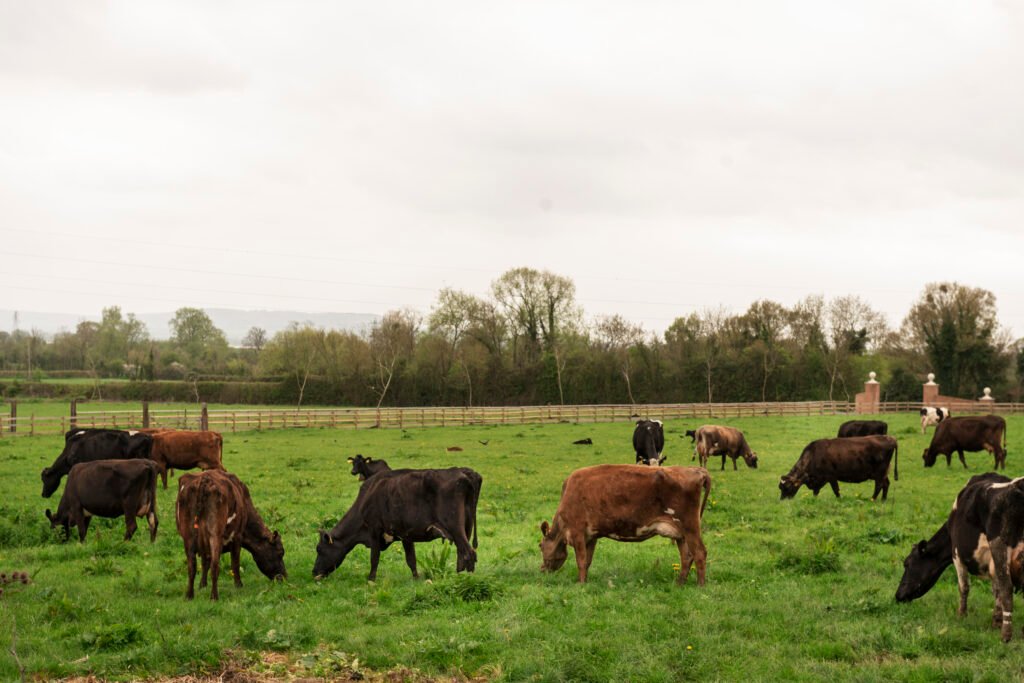 Livestock Framing cows grazing nature