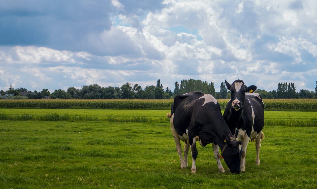 Livestock Framing Livestock farming