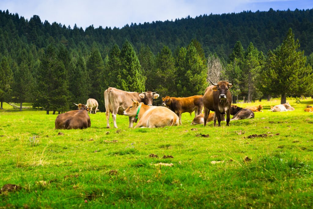 Home few cows at meadow
